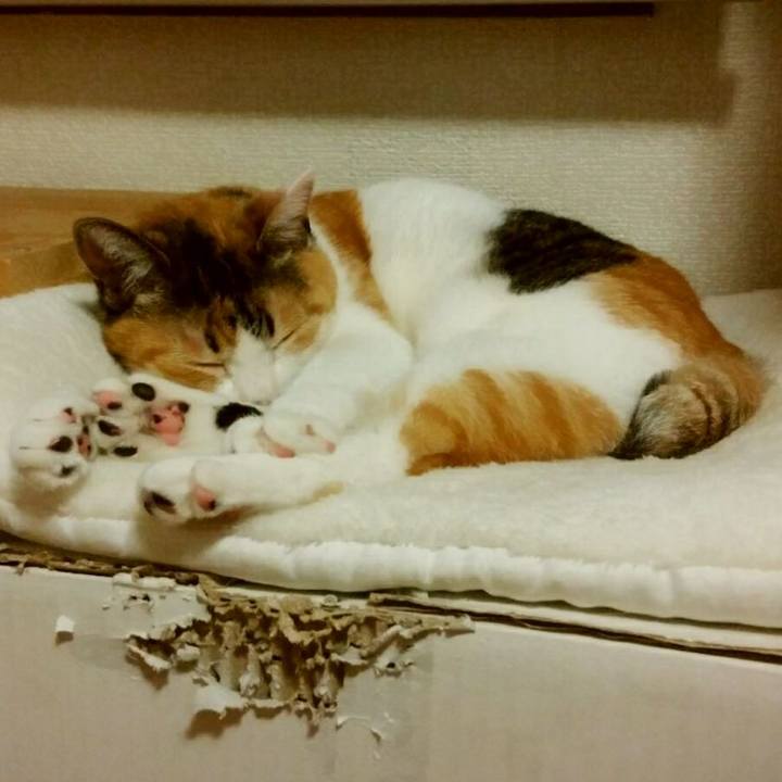 108b842d 71b6 4894 a801 2cf3b0d85f17 1531920861406