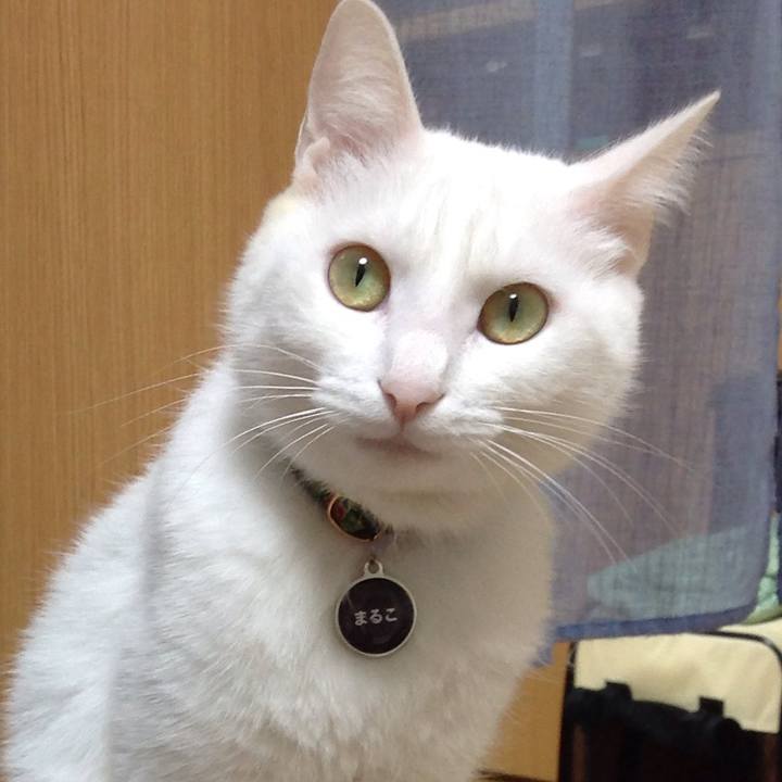 108c186b e810 4f17 a41d ed97e85a6d26 1639100095596