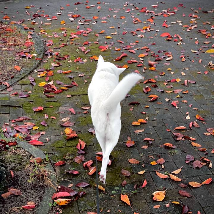 108c7270 c5a1 4f47 a7c0 a90f1638f30a 1699597473644