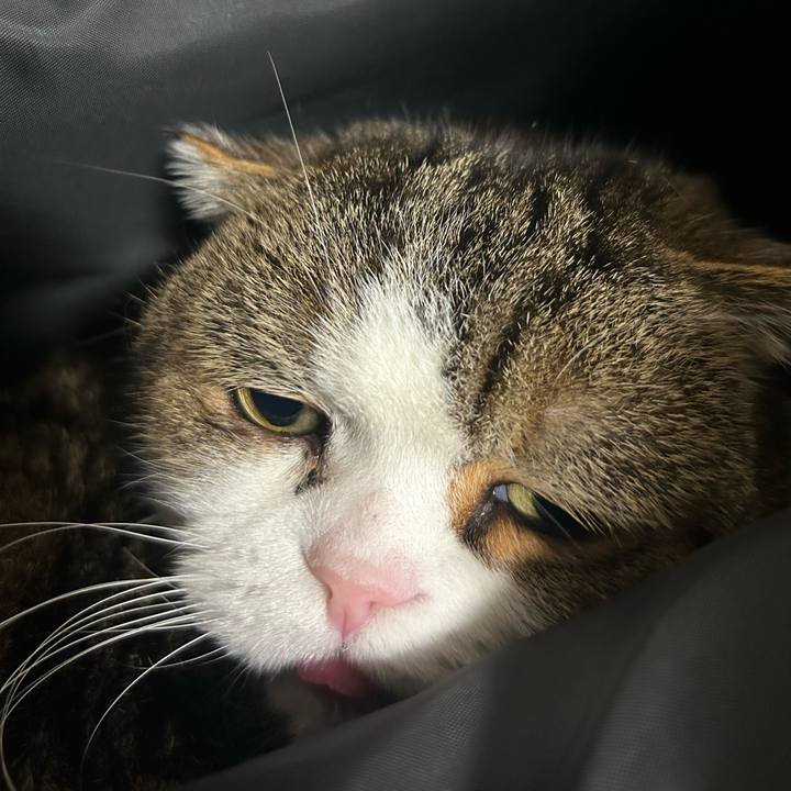 108fc52d 1493 452d 8216 6d83863a087d 1766699907120