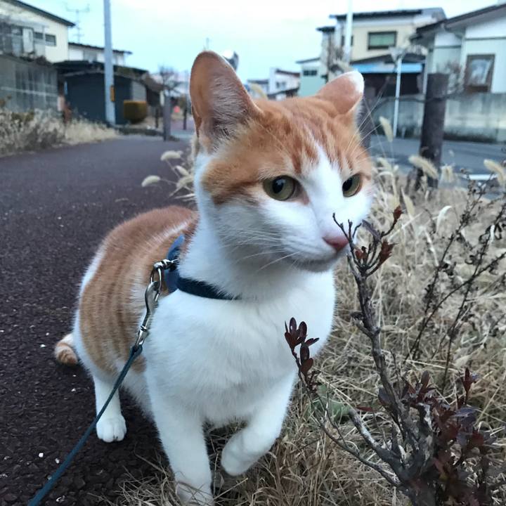 109688ad 880c 462f a1c2 0c8216ace207 1515140689848