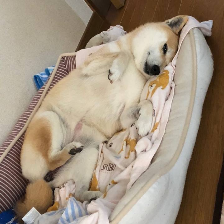 10976b3e c45a 49ff b64e e67068dba76a 1558428970487