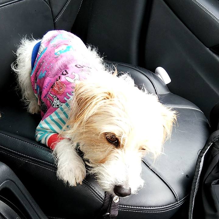 109a8c85 388f 493d 8abe 29e7db0ea889 1529749275920