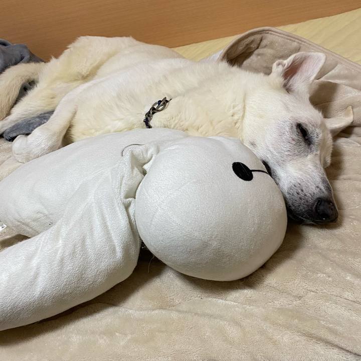 109c2b77 f803 455d 9b89 a2dabcca43e5 1612276484400