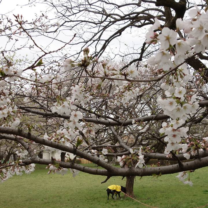 109d15c8 6095 4c68 a17d 5deb3981f0b6 1743383910585