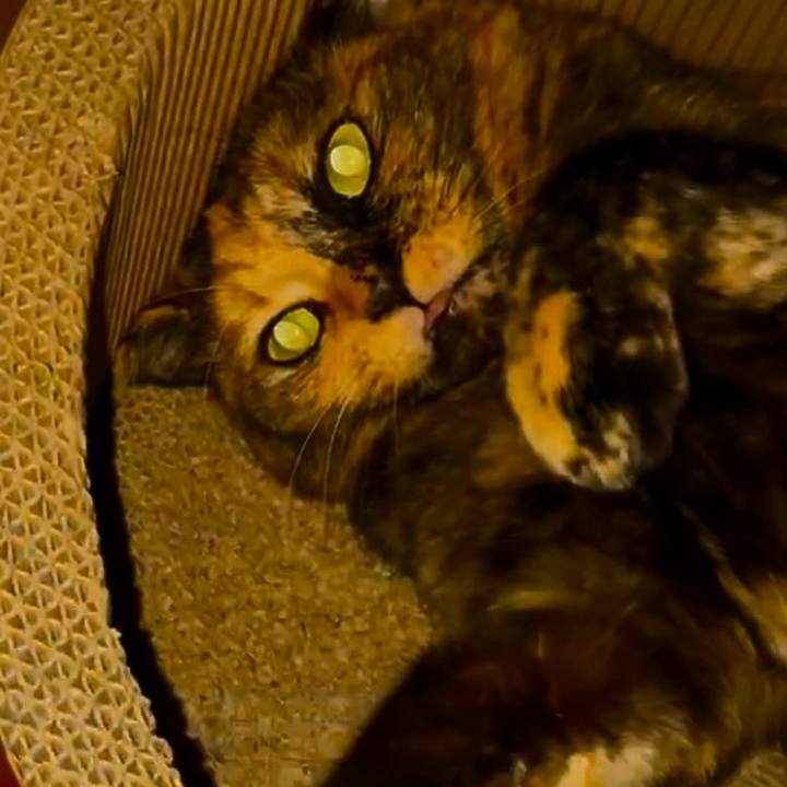 109e243c c0b5 415a 97c6 c651c3aab702 1762806621121