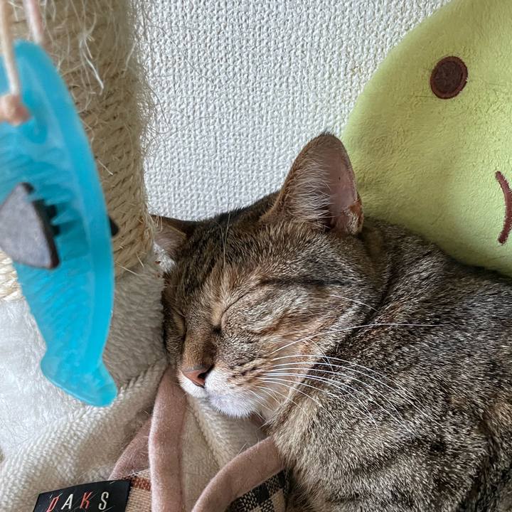 109f6426 d68e 4ea2 abf8 ae8ca1235062 1691898512648