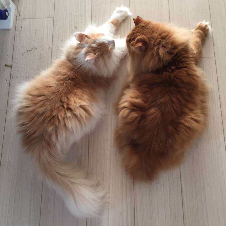 10a53d09 e746 495a b9a0 13050c7ef31a 1537827131141