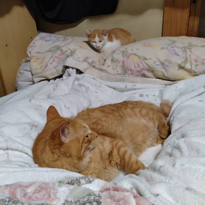 10ab0a1b 59e5 4588 ab52 4b38737c0acb 1726659821796