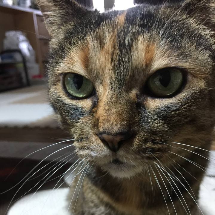 10ae8721 7019 43eb 9659 4602c105a37a 1512540475414