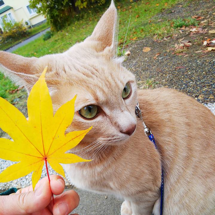 10af0057 db04 40e3 a7e7 dc2aec4ad394 1604194811175