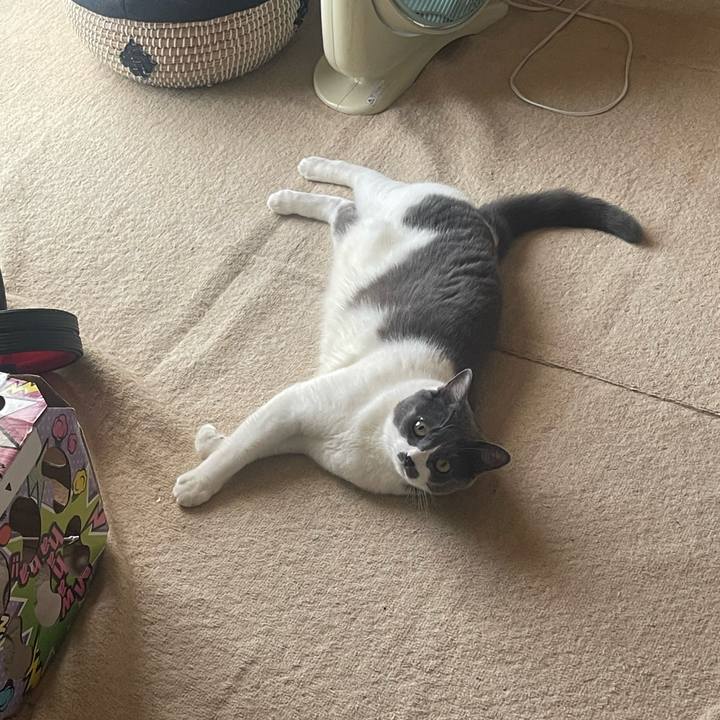 10b0db91 c438 4961 b2ea 2ddd13d7cd6e 1753402491982