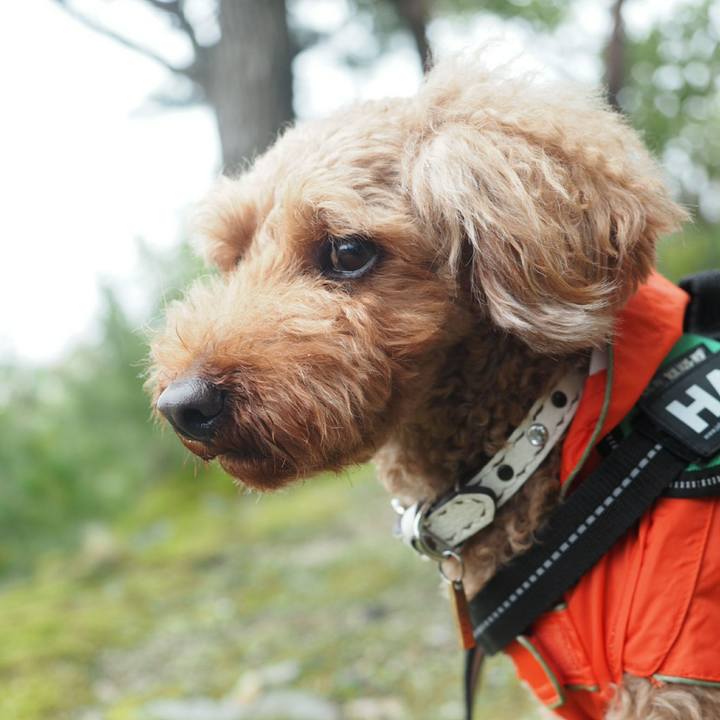 10b0e0bd a3cf 473b a755 085479a80754 1508279838166