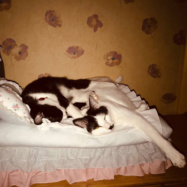 10b259ae 7155 4405 8028 b5539b9ab533 1542044538263