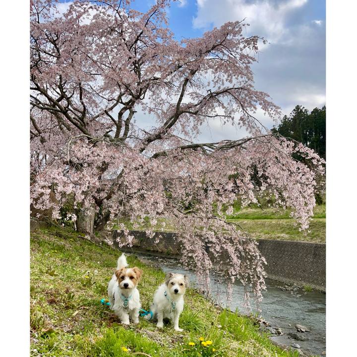 10b2aab1 269c 486e b674 cb981e159db1 1774867394305