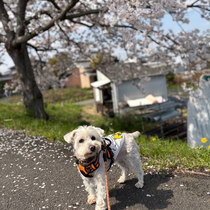 10b3b5b2 4e33 47bf 9f81 a8de0b3db6d7 1775108871861