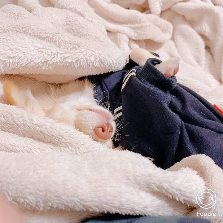 10b63d4b 3c56 455e b52e 6e438feaf280 1604063886085