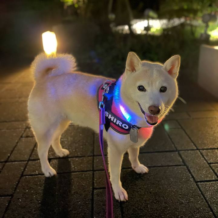 10b9aa9e 77fd 4b1f 9374 02457e61e5de 1658227636939