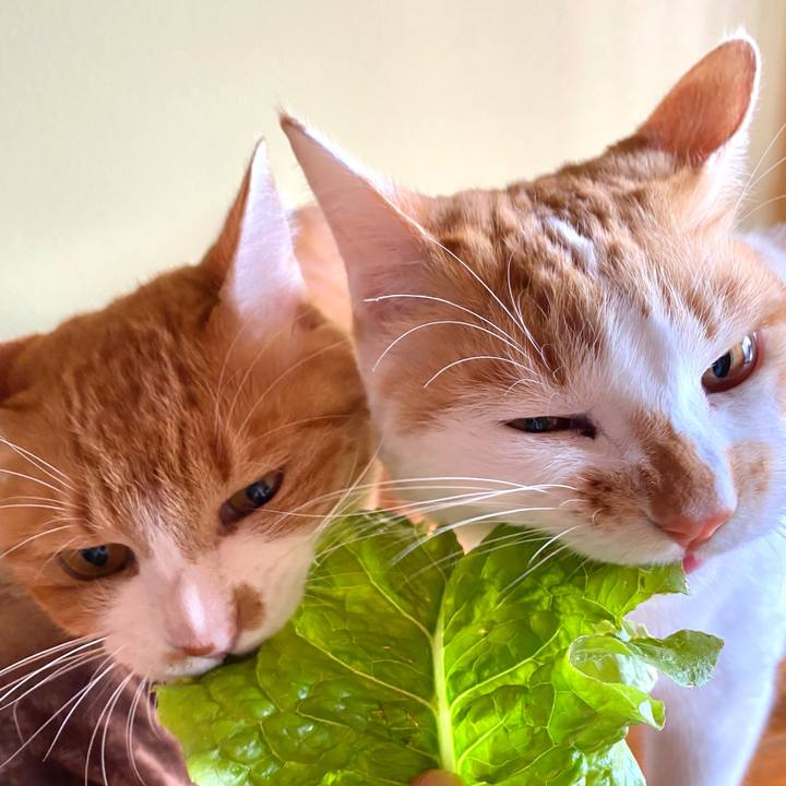 10ba8286 abc4 4c4b 80bb da731659ea09 1668919819735