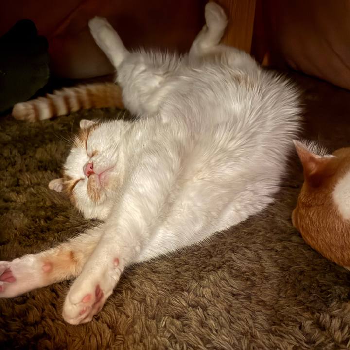 10bd0d4a d4b2 4dc2 8c2f 06a58dce35c6 1763902657178