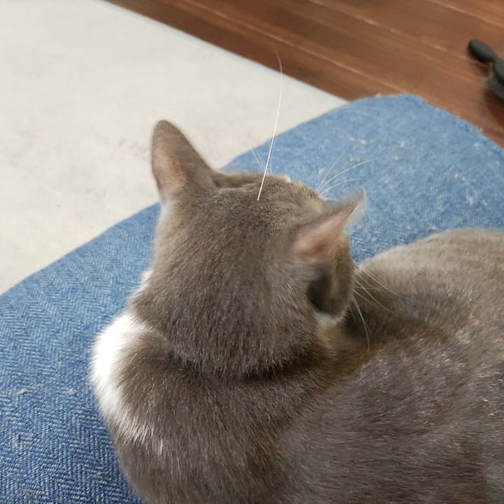 10bf45bd 482e 41e6 8b11 8de070a304ff 1691065694624