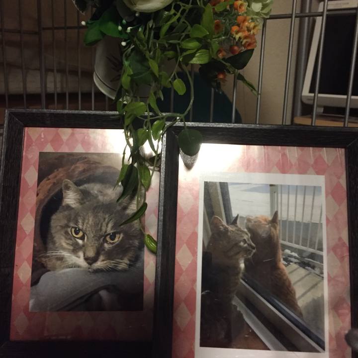 10c00a2b 2233 4c4f b016 25517b04081c 1517385472215