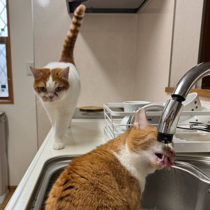 10c3dd26 508d 436d ac56 30caea3725ef 1767753071236