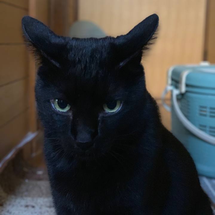 10c63e7b e4c8 4d7b b4bf da69d67994dc 1541379634118