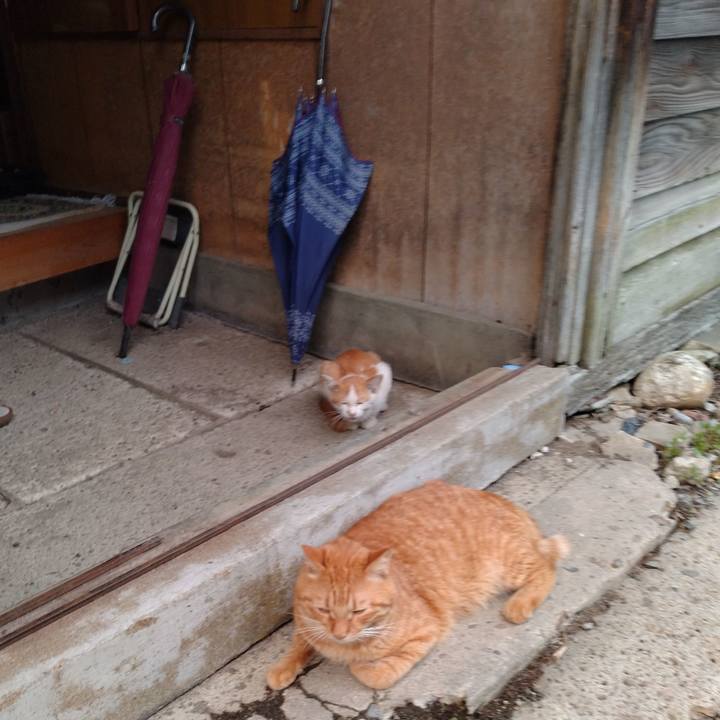 10ca294c 94b8 4caa bf54 3bb1099b1e24 1726477358438