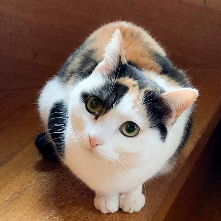 10cb413a 69ea 4f43 91d7 af6952cb507e 1590544530504