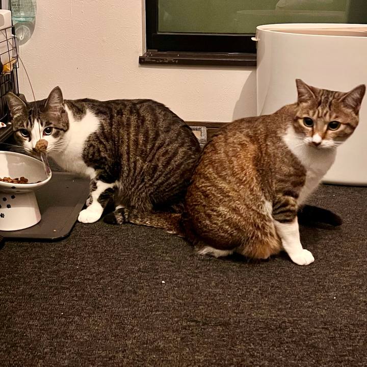 10cb5951 a2d9 4e37 81c0 e18ee48c750e 1762779297962