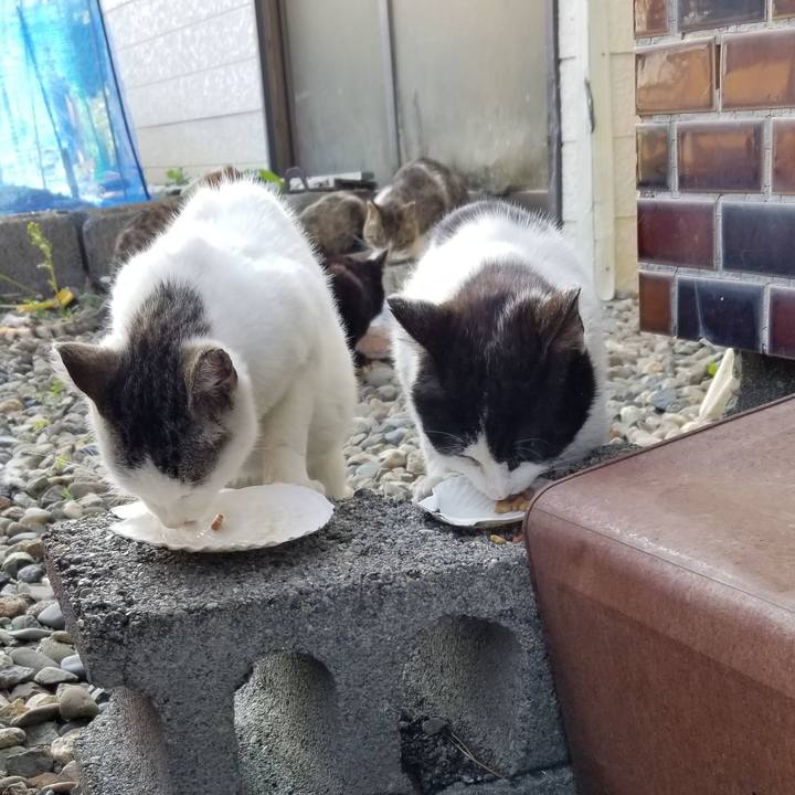 10cc1091 c51c 4228 8def ff601a3836da 1686230876850