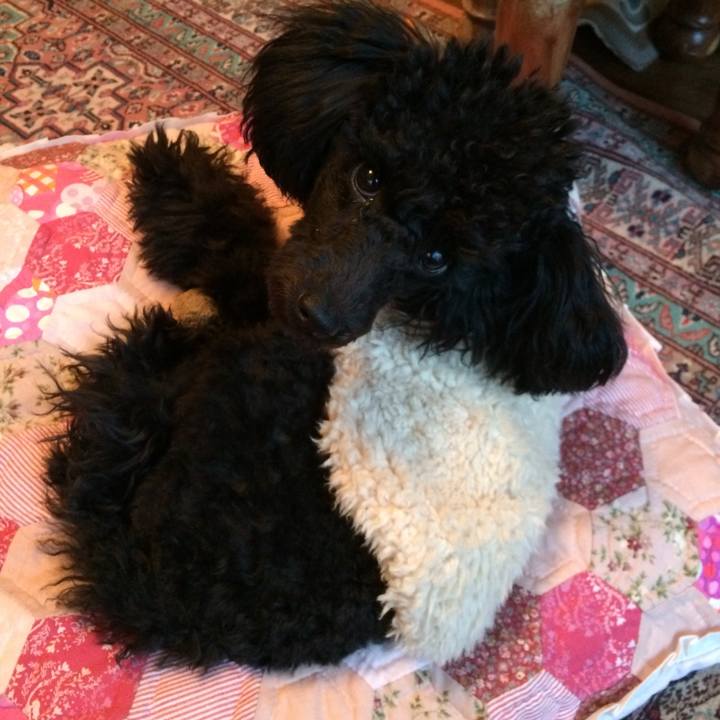 10cd7a50 410b 4e9a b752 2a6ebc246a83 1513895367946