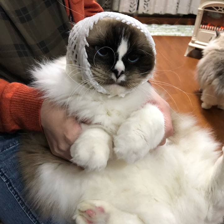 10ce995b db64 4994 95fa 9b2c501e52cc 1543068503886