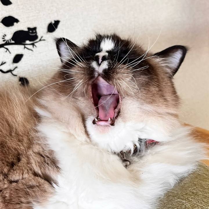 10ceb3f0 a40b 40c9 b857 bd58a5ab885e 1677031116343