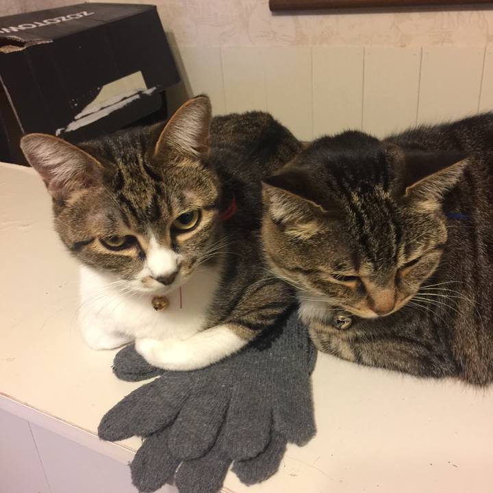 10d4be5b c15f 4336 a3f2 6c9c0aae693e 1550242816012