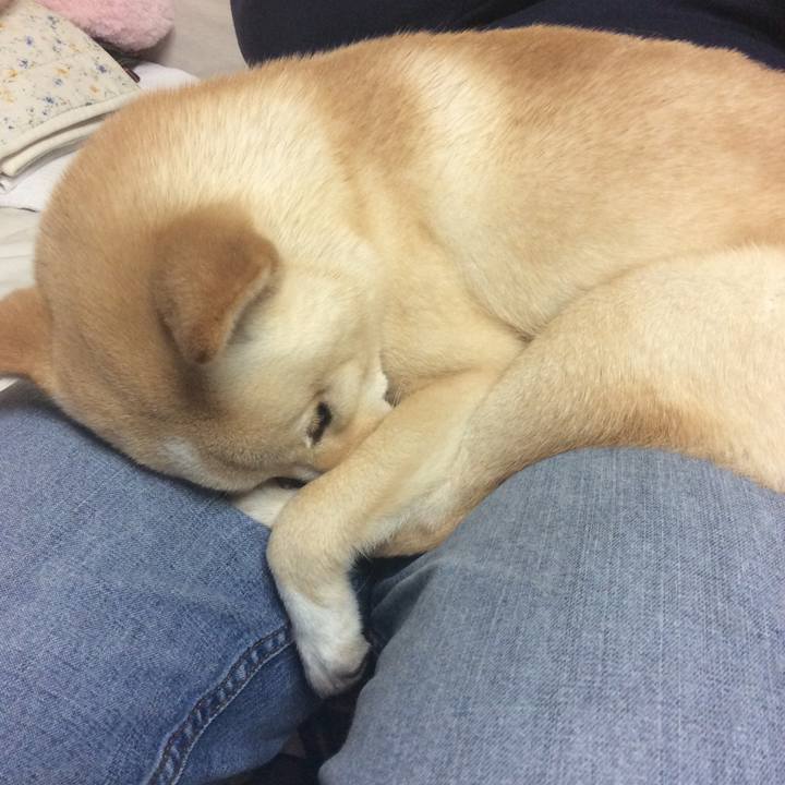 10d8ad76 7cc0 4525 b045 7728382ea5ee 1511661852090