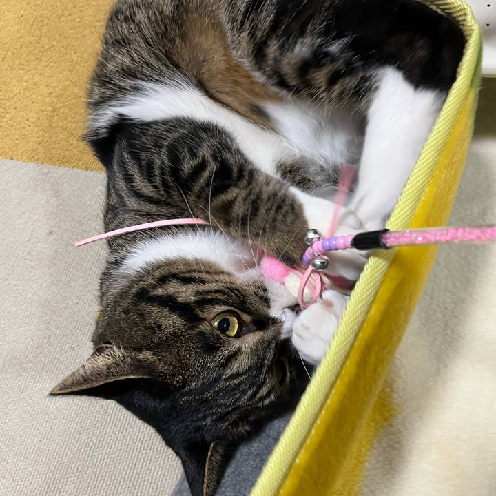 10da1154 fc7b 4deb a961 76e70c7defd5 1762731249391