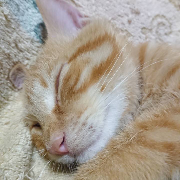 10db1167 3993 4576 9e15 a8dd6ae05c43 1633528560314