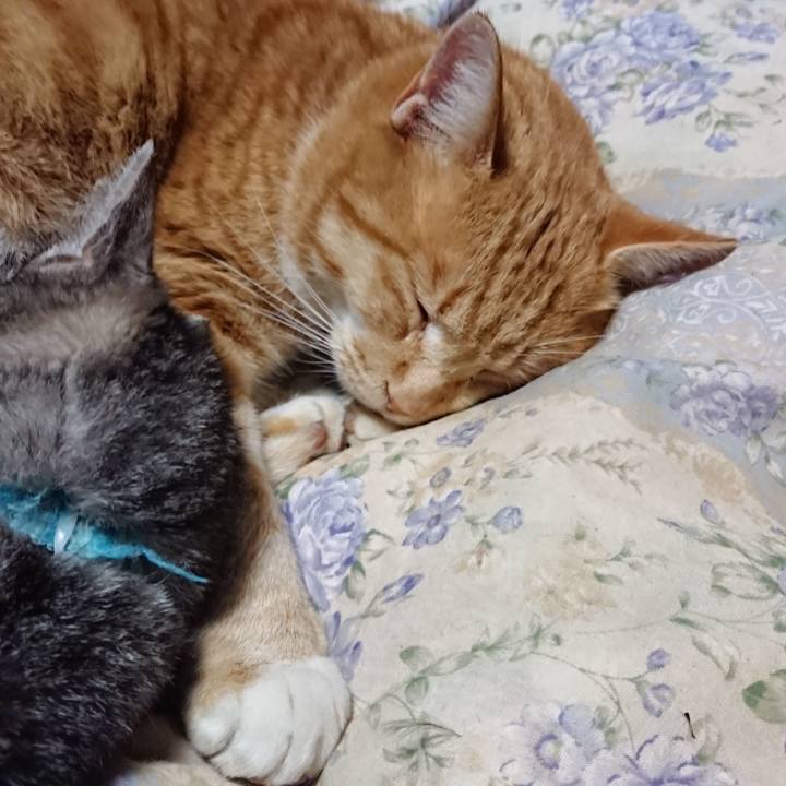 10db6686 c02d 4785 a97d cce6cf72c36c 1575806756786