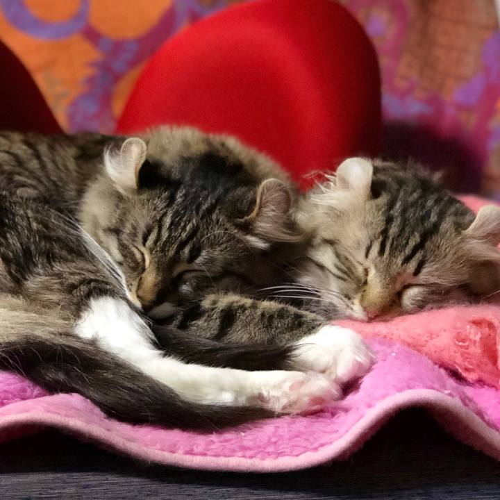 10dbe21c d56c 405a 80e0 02c9ad480508 1532689277059