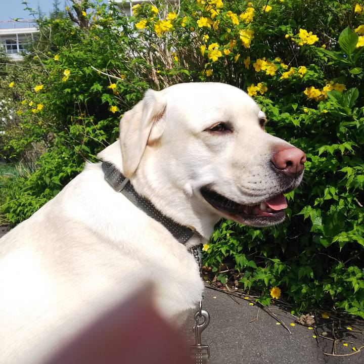 10dc904d 17c7 4a86 a67e d7f3464e066a 1522806405755