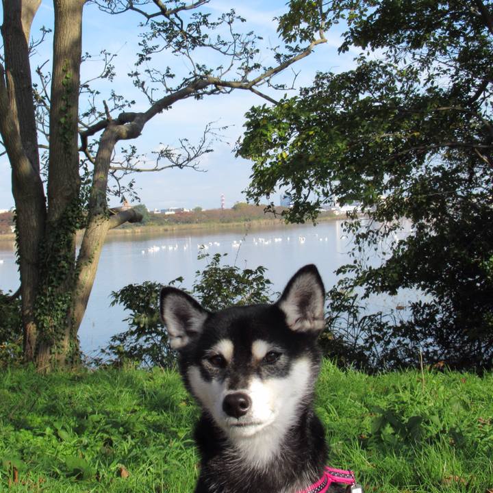 10dccde5 bf6e 4066 9449 8baf2ccf8ceb 1541387370901