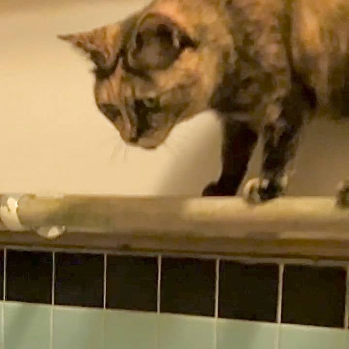 10e07c72 143c 462a ba7c 1b93cb87c728 1731356492586