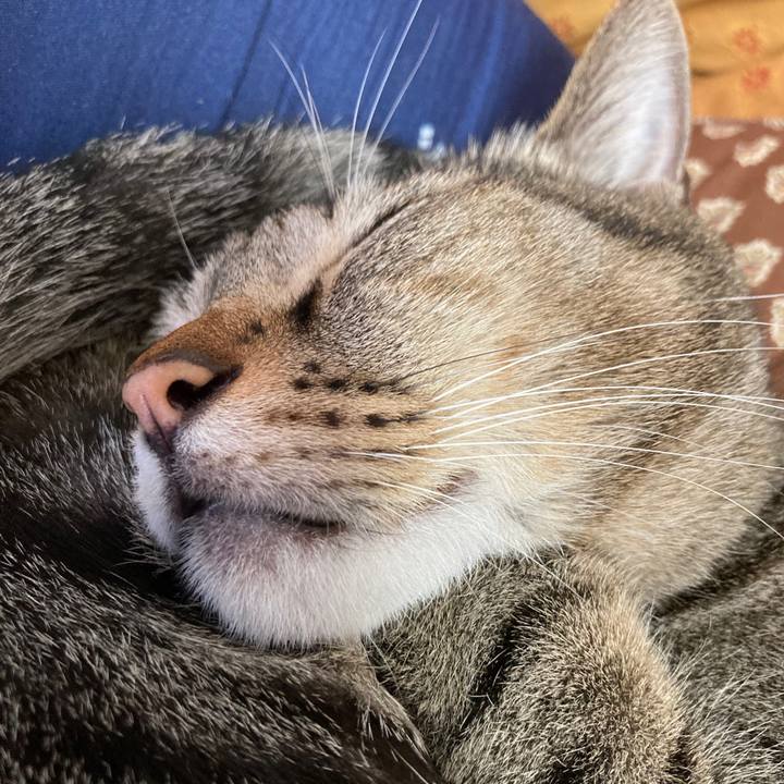 10e1e2a8 91fb 4cbd ae77 5a7362e8ccec 1762297400568