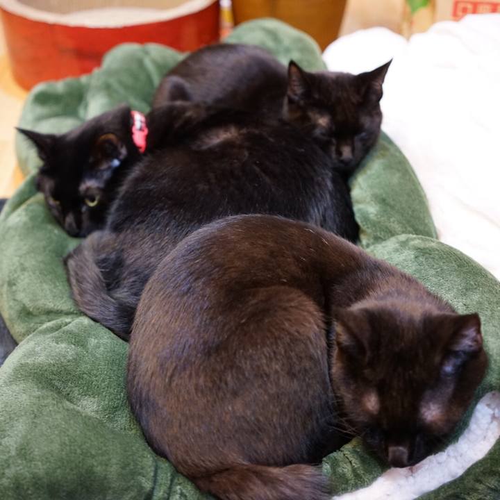 10e729ba c84f 4521 8259 b0b091a262e0 1511443368734