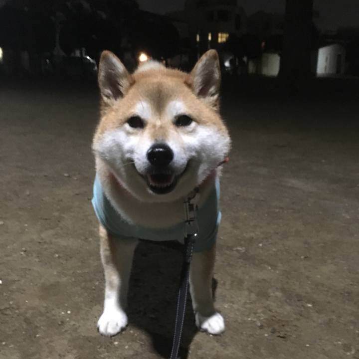 10e97d08 905b 40c5 9612 c6d53e54f3bb 1543398681763