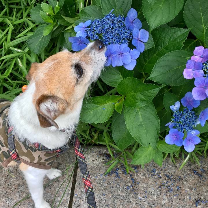 10f03bfc e13b 4a4b bb22 1b069cac8091 1593331347561