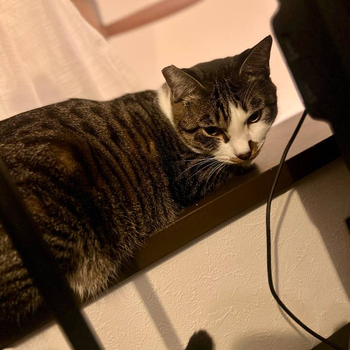 10f1d4c3 31c2 4238 993e 74a8a42d28b4 1761832167657