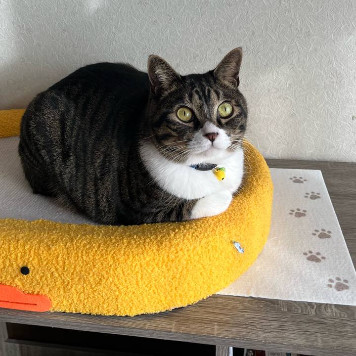 10f2ab08 f0b2 4796 b06b 0877d26eb6e1 1762816787142